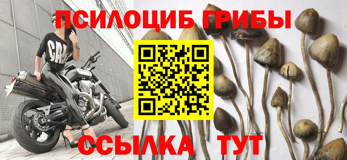 Галлюциногенные грибы Cubensis  Вход с VPN  Галлюциногенные грибы Psilocybine cubensis  Камышин 